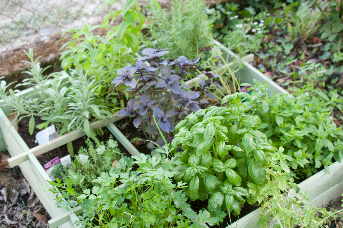 Jak stworzyć piękny ogród ziołowy?